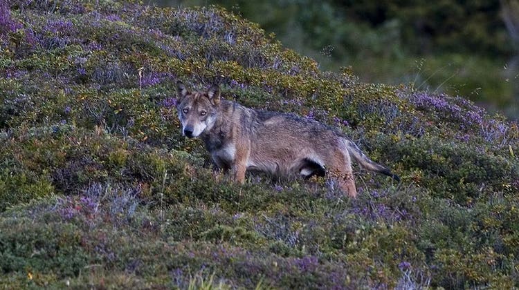 Wie viele Wölfe zurzeit im Toggenburg unterwegs sind, lässt sich nicht sagen. (Bild: PD)