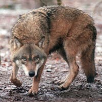 DNA-Analyse bestätigt: Wolf war für Alpaka-Risse im Thurgau verantwortlich
