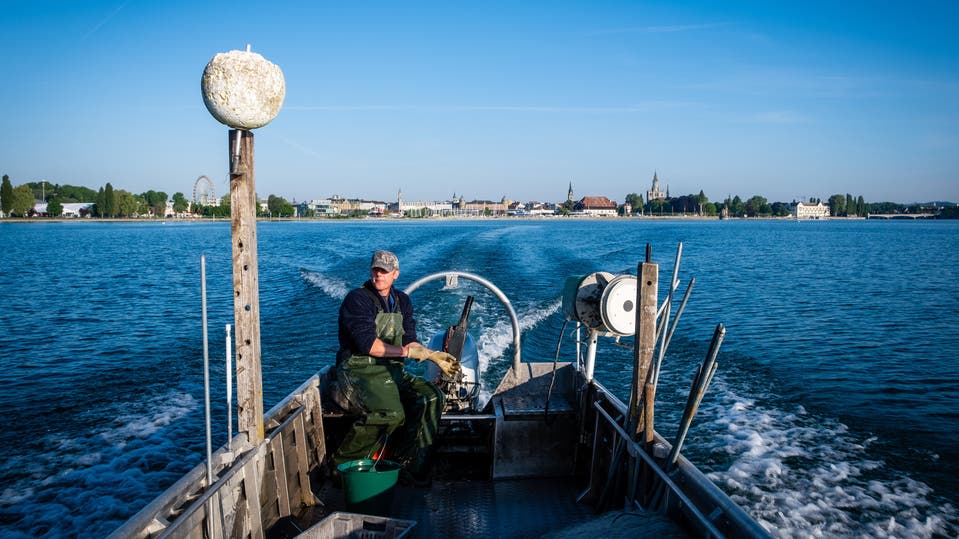 Unter Druck: Wie der Wandel des Bodensees der Berufsfischerei zusetzt