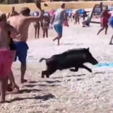 Wildschwein sorgt für Aufregung an spanischem Badestrand