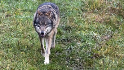 Ein Wolf im Tierpark Goldau (Bild: Alexandra Wey / Keystone)