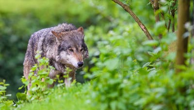Im Kanton Luzern konnte die Sichtung eines Wolfes nicht verifiziert werden. (Bild: Archiv)
