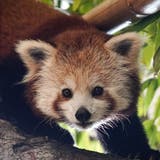 Ist bald auch für die Zoobesucherinnen und Zoobesucher zu sehen: Pandaweibchen Li. (PD)