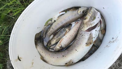 Tote Fische im Homburgerbach in Läufelfingen. (zvg/Kanton BL)