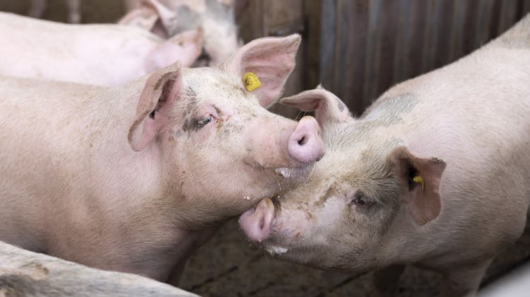 Weniger Schweine: Geht es nach Pro Natura, soll die Zahl der Nutztiere in der Schweiz deutlich reduziert werden. (Bild: Keystone)