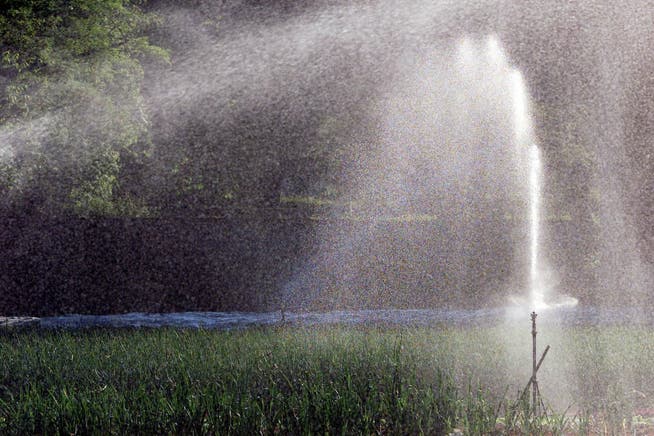 Könnte zum Absinken des Grundwasserspiegels beitragen: Rasenbewässerung im Sommer