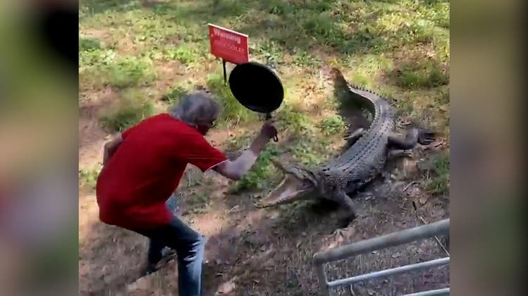 Australier schlägt aggressives Krokodil mit Bratpfanne in die Flucht