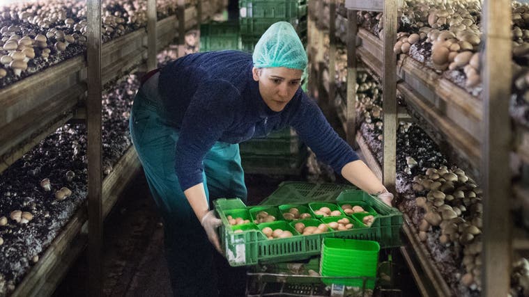 Blick in die Produktion der Kuhn Champignon AG in Herisau, wo derzeit noch Champignons angebaut werden. (Bild: Benjamin Manser (Herisau, 9. März 2020))