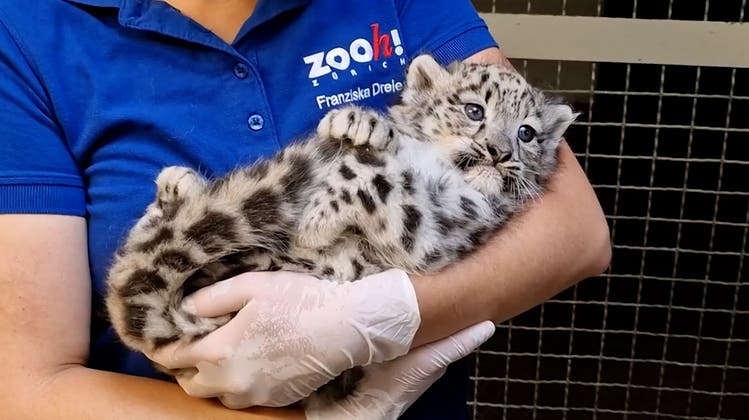 Chippen, impfen und Wurmkur: Erster Tierarztbesuch für Schneeleoparden-Babys im Zoo Zürich