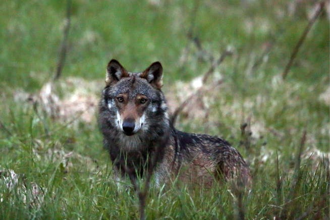 Im Puschlav verfolgte ein Wolf einen Menschen und knurrte ihn an. (Symbolbild)
