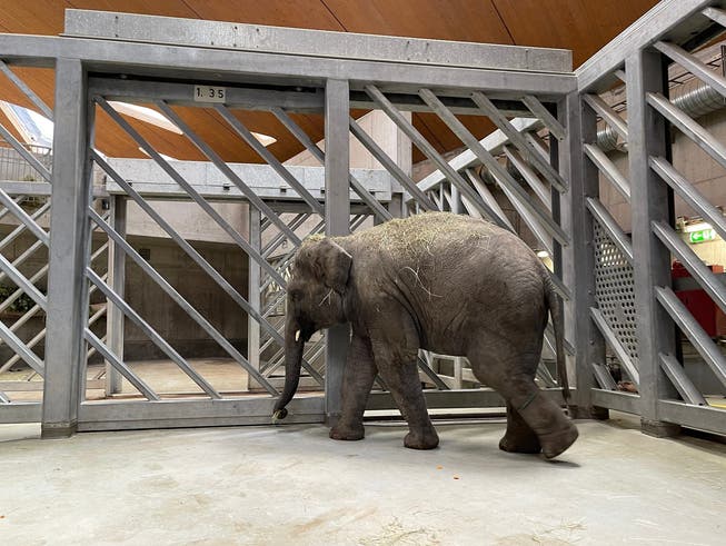 Der junge Elefantenbulle Umesh ist am Dienstagabend an einer Virusinfektion gestorben.