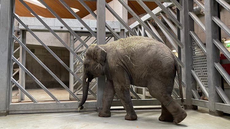 Der junge Elefantenbulle Umesh ist am Dienstagabend an einer Virusinfektion gestorben. (Zoo Zürich / Nicole Schnyder)