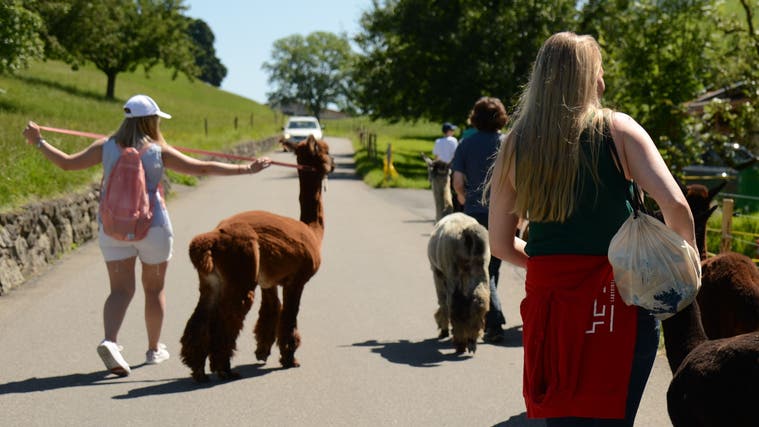 Teilnehmerinnen und Teilnehmer während des Spaziergangs mit den Alpakas. (Bild: Urs Hanhart (Oberdorf, 11. Juni 2022))