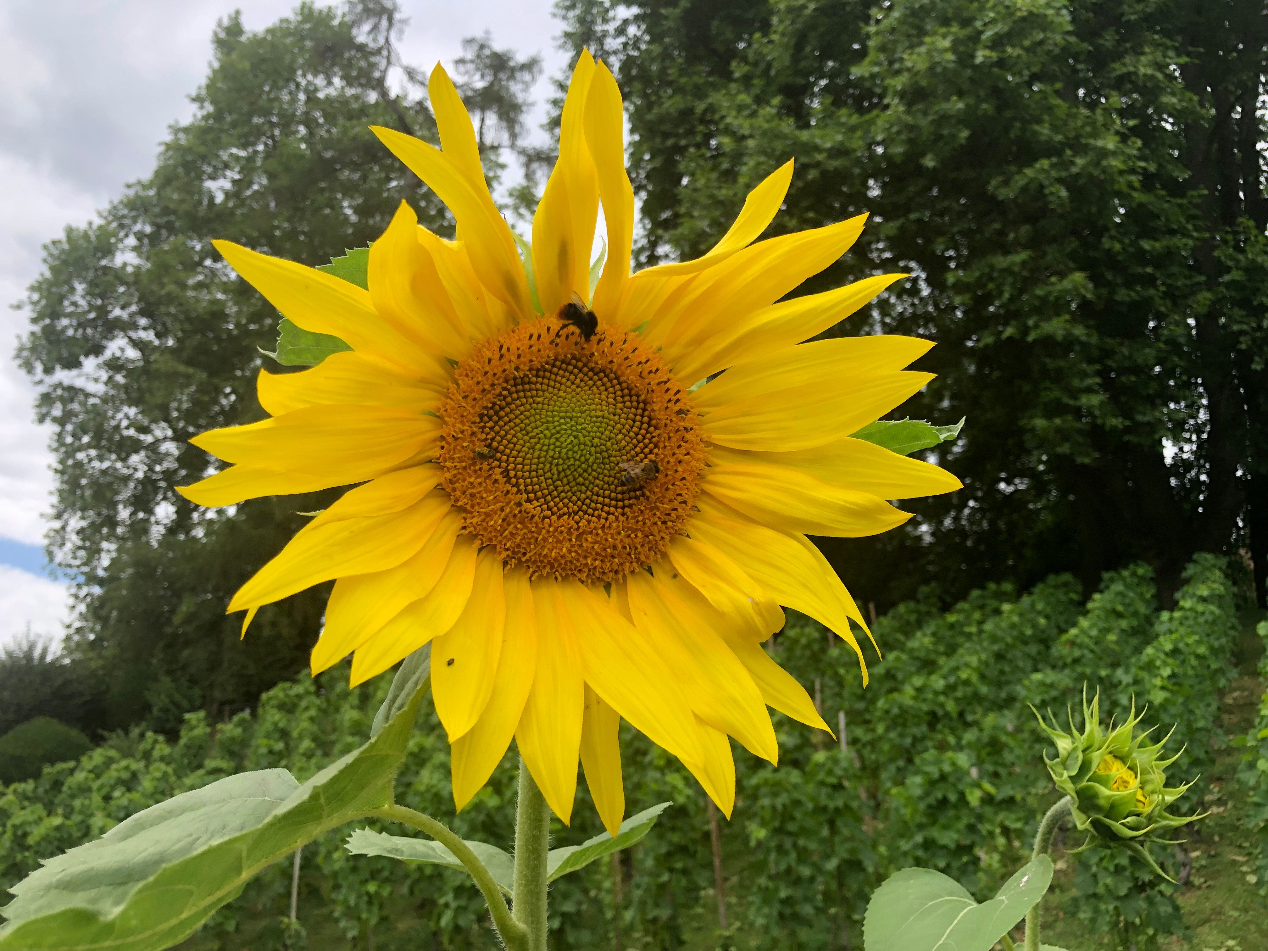  1.Sonnenblumen im Klostergarten