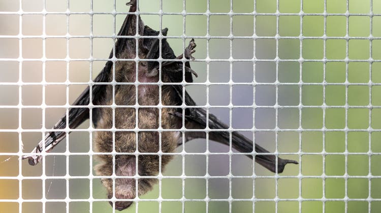 Im Kanton Bern wurde eine Fledermaus gefunden, die Tollwut hatte. Es ist dies seit 40 Jahren der fünfte Fund eines infizierten Tieres. (Symbolbild) (Keystone)