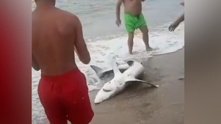 Für ein Foto ziehen Badegäste auf Sardinien einen Blauhai an den Strand