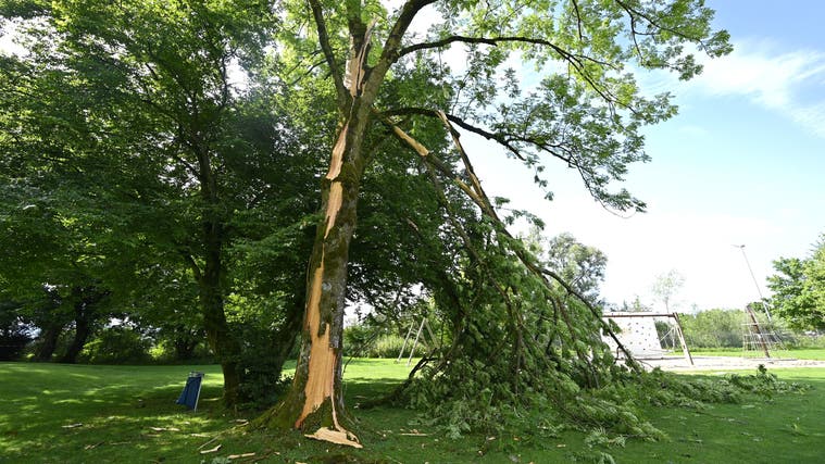 Eine zwischen 70- und 80-jährige Esche im Gartenbad Grenchen wurde vom Blitz getroffen und gespalten. (Oliver Menge)