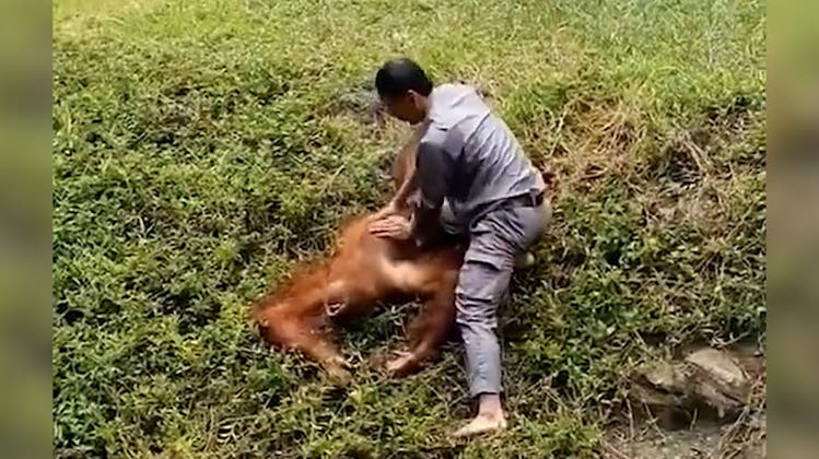 Sprung ins Wasser und Herzdruckmassage: Tierpfleger rettet Orang-Utan vor Ertrinken