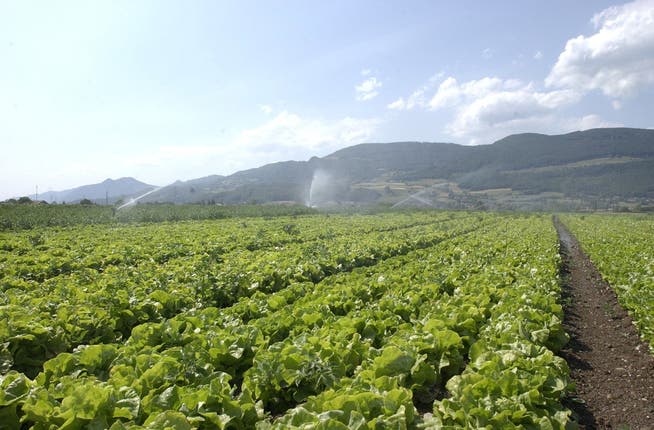 Many vegetable crops need watering due to drought.