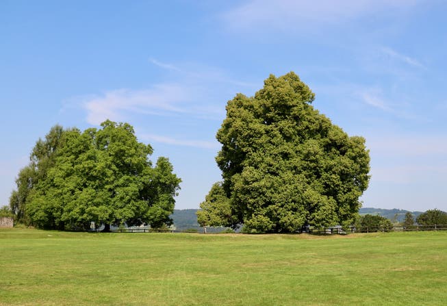 Zwei prächtige Bäume auf der Kinderfestwiese auf dem Rosenberg. Stadtrat und Stadtparlament möchten den Baumschutz ausdehnen auf das gesamte Siedlungs- und Baugebiet.