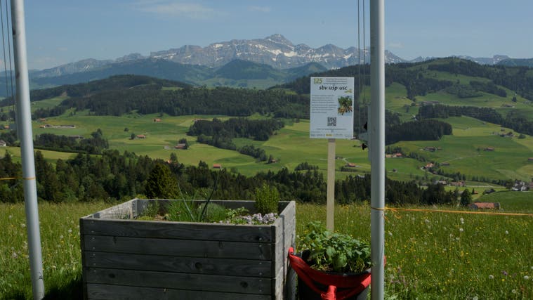 An bester Aussichtslage wachsen die Weltrekordkartoffeln auf dem Sitz in Schwellbrunn. (Bild: PD)