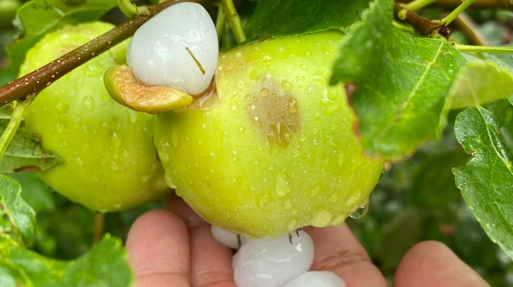 Hagelbälle zerschmettern Äpfel in Binningen. (Zvg)