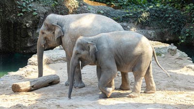 Die Zürcher Elefantenkuh Ruwani, hier im Bild mit ihrer Mutter Farha (hinten), ist am Samstag gestorben. (Zoo Zürich / Enzo Franchini)