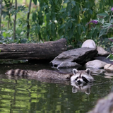 Waschbär frisst Schildkröten: Sind die Tiere eine Gefahr?