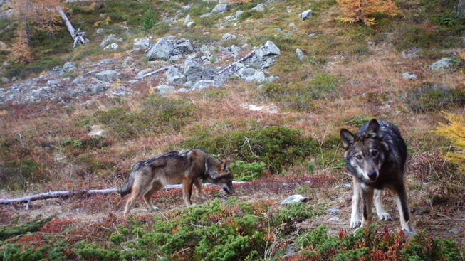 Zwei Wölfe des im Augstbordgebiet im Oberwallis ansässigen Rudels, aufgenommen im November 2016 durch eine Fotofalle der Gruppe Wolf Schweiz.