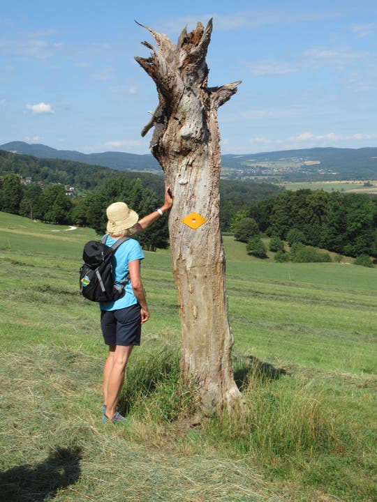 8. Etappe Beste Werbung für die Solothurner Wanderwege: Die Wanderleiter haben die Wanderung nochmals rekognosziert: zum Glück! Der Sturm hatte einige Bäume umgelegt, die noch beseitigt werden mussten.