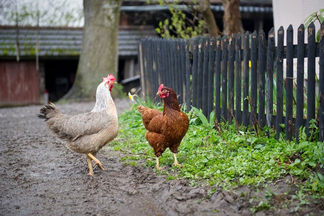 Freilaufende Hühner verwendet die Werbung gerne - egal wo das Poulet tatsächlich gelebt hat.