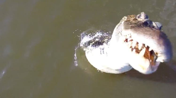 Alligator springt rund zwei Meter aus dem Wasser und schnappt sich Drohne im Flug