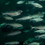 Felchenschwärme sind ein silberner Schatz in den Tiefen der meisten Schweizer Seen. Nicht zuletzt deshalb hat der Schweizerische Fischereiverband die Felche zum Fisch des Jahres 2022 ernannt. (Bild: SFV)
