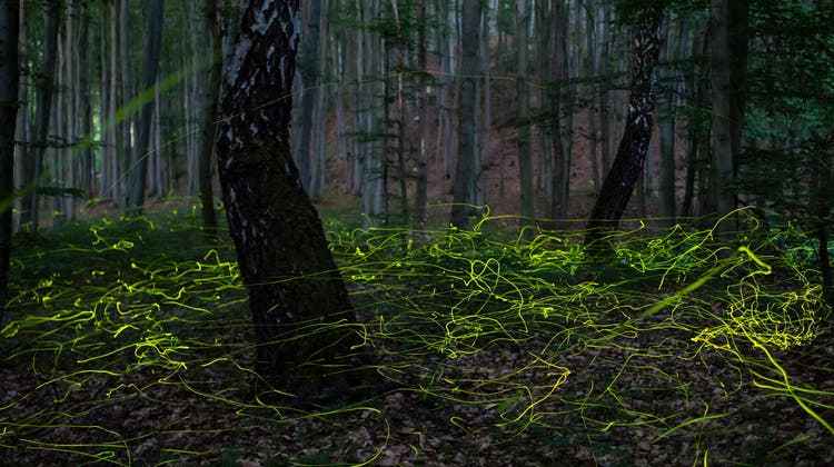 Gehören nicht nur in Liebesfilme, sondern auch in den Schweizer Wald: Glühwürmchen auf einer Langzeitaufnahme. (Key / Peter Kommka)