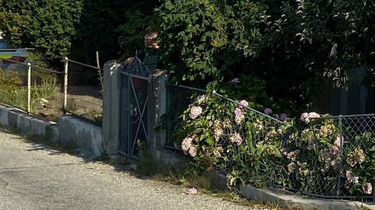 Überhängende Büsche bei einem Gartenzaun – wie hier in Riken – können das Sichtfeld von Autofahrern beeinträchtigen. (Symbolbild: zvg)