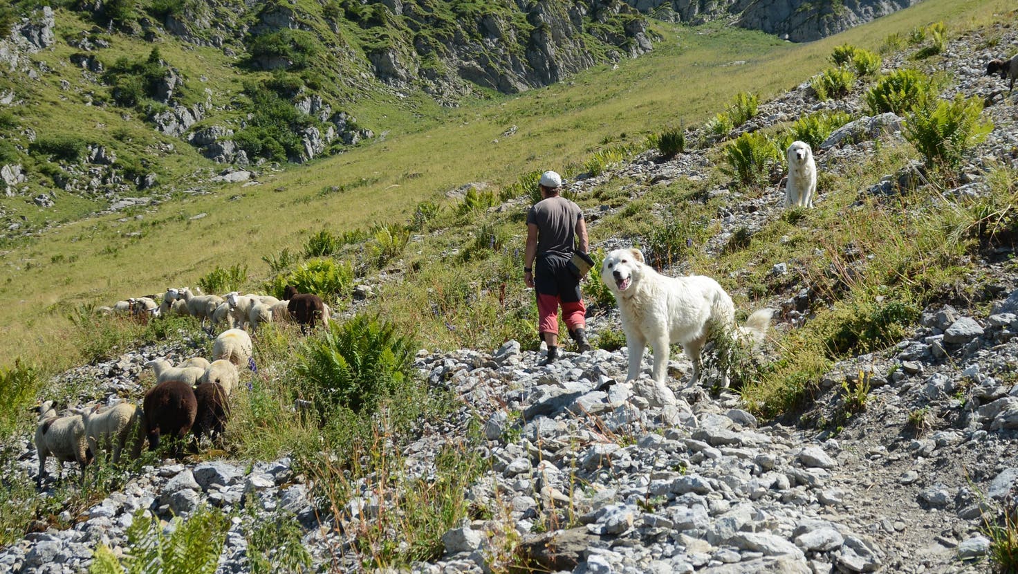 Hirte Michal Ritzom überprüft den Zustand der Schafe und der Herdenschutzhunde. (Bild: Karin Erni)