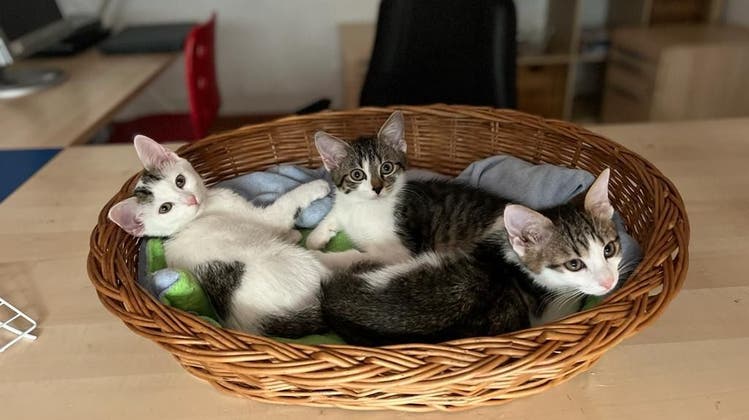 Bilder von Jungkatzen im Tierheim Untersiggenthal. (Zvg / Aargauer Zeitung)
