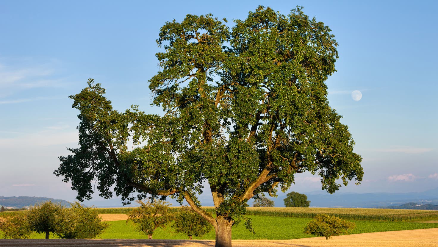 Besonders die alten Hochstammbirnbäume sind bei Trockenheit gefährdet. (Bild: Prisma By Dukas Presseagentur Gm)