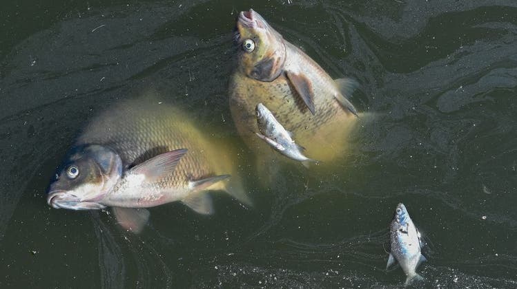 Naturschützer sprechen von einer ökologischen Katastrophe: In der Oder sterben die Fische. Der Grund ist unklar. (Keystone)