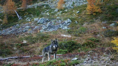 Wenn Wölfe zu viele Tiere reissen, kann eine Abschussbewilligung erteilt werden. (Symbolbild) (Keystone)