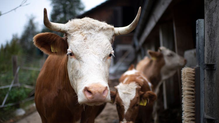 Auch die Nationalratskommission will wieder mehr Kühe mit Hörnern sehen. (Symbolbild) (Keystone)