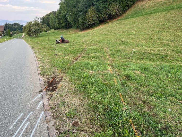 Cow collision: Convertible driver surrenders himself to police The driver skidded on the left turn and got off the road.