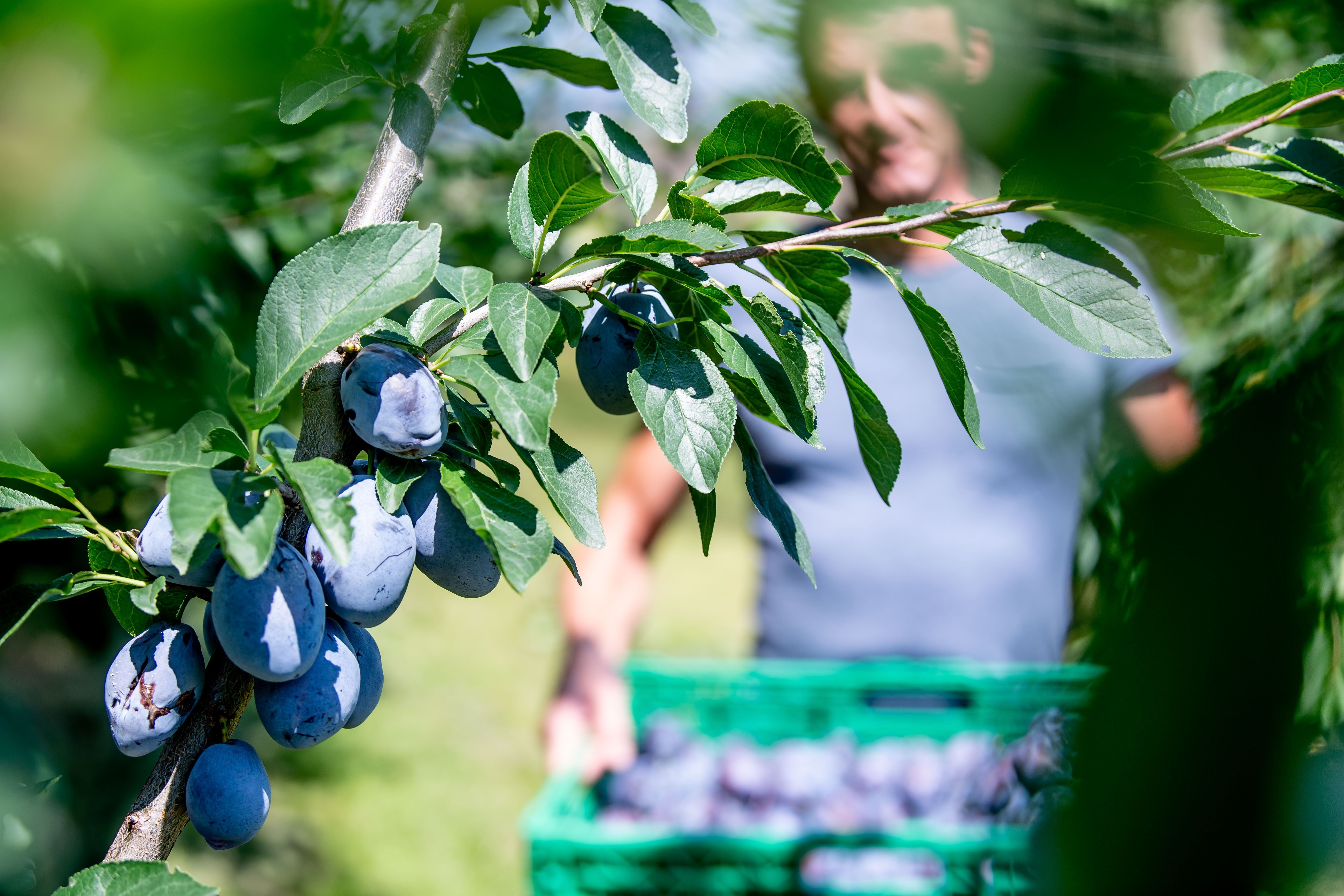 Zwetschgen-Saison: Ein Loblied auf die violette Frucht