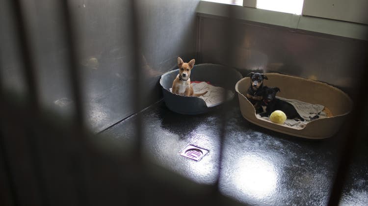 Vom Homeoffice ins Tierheim: Hunde und Katzen werden besonders oft abgegeben. (Symbolbild) (Keystone)