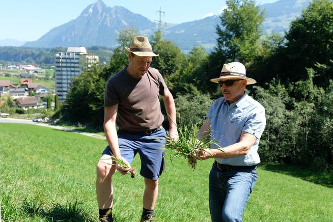 Rolf Windlin (links) und Martin Amgarten suchen nach Mitteln gegen die Borstenhirse.