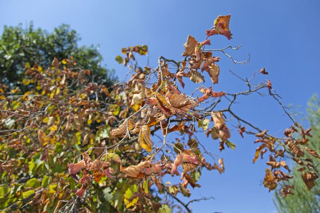 Wegen der Hitze beginnt für einige Pflanzen der Herbst dieses Jahr früher als gewohnt. (Symbolbild)