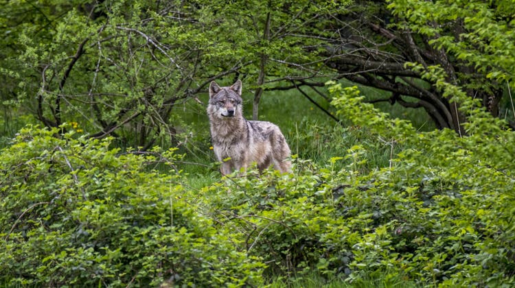 Wenn der Wolf Menschen gefährdet, sollen Einzeltiere zum Abschuss freigegeben werden. (Bild: Imago)