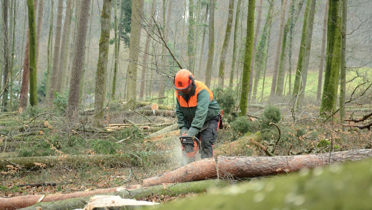 Für Holzschlag und weitere Forstarbeiten ist künftig der Forstbetrieb Altberg-Lägern zuständig. (Florian Niedermann)