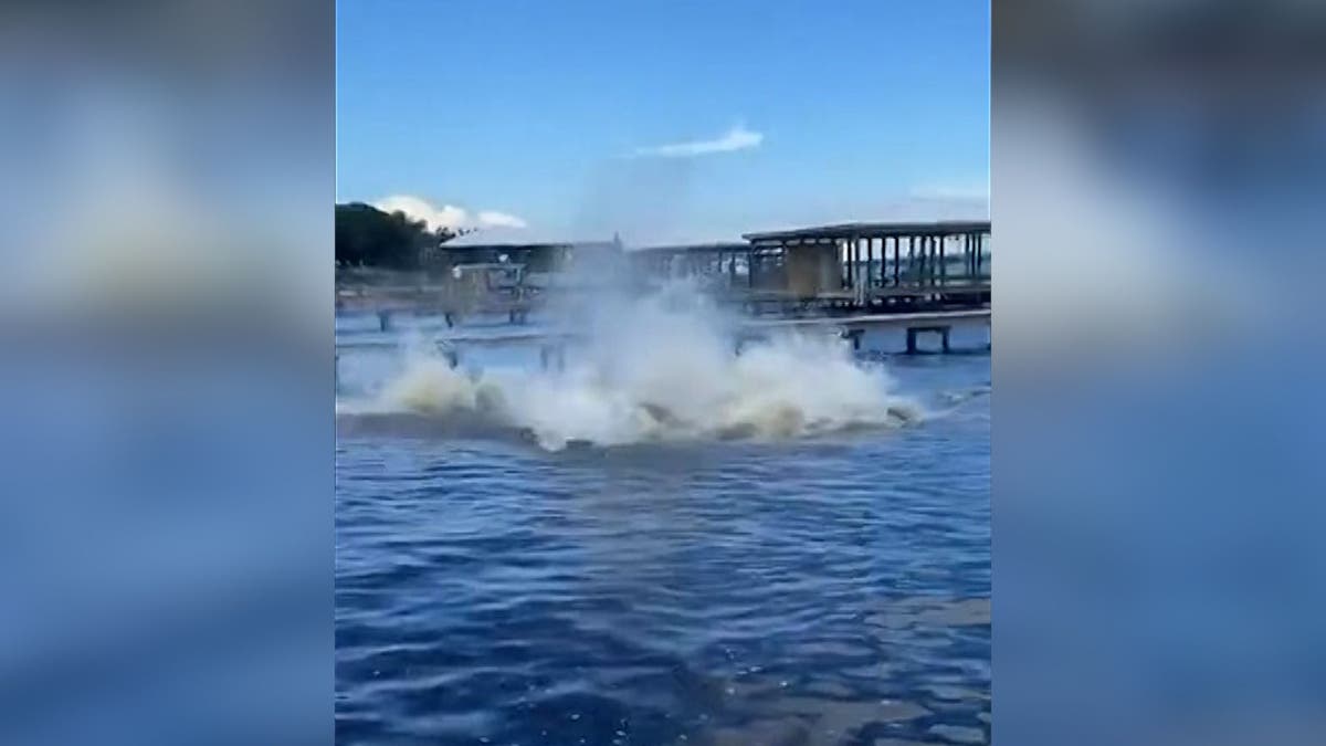 Video Hund schreckt SeekuhHerde auf