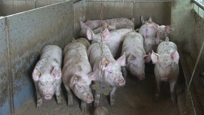 Die von Greenpeace veröffentlichten Videos zeigen mit Fliegen übersäte Schweine in einem Schweizer Stall.